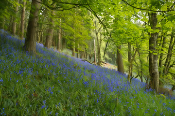 A digital oil painting of a carpet of bluebell flowers in a woodland using a shallow depth of field.