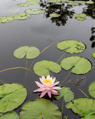 Pink and yellow water lilly beside lilly pads on a pond