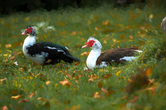 Digital illustration of two Muscovy ducks in a meadow with autumn leaves.