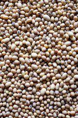 Graines de soja