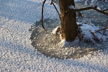 A tree bound by ice on which frosty frost has formed