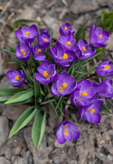 purple crocus blooms in a flowerbed in a garden or park. Spring season, awakening of nature, first flowers, tenderness and freshness of flowering