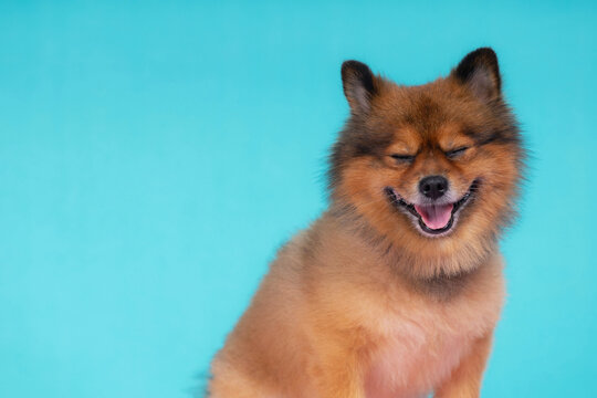 A Pomeranian dog shows a happy smiling face on a turquoise background.