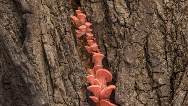 4K Time Lapse of pink Oyster mushrooms growing on old bark of tree - close-up. Mushroom grow. Healthy ECO food.