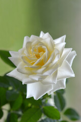 macro image of a white rose with bokeh