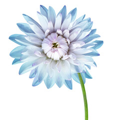 Blue  dahlia. Flower on a white isolated background with clipping path.  For design.  Closeup.  ...
