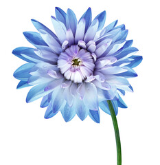 Blue  dahlia. Flower on  isolated background with clipping path.  For design.  Closeup.  Transparent background.    Nature.