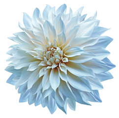 Blue  dahlia. Flower on  isolated background with clipping path.  For design.  Closeup.  Transparent background.  Nature.