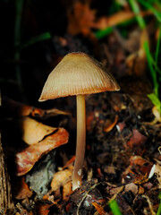 Close up shot of a mushroom 