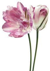 Tulips   flowers on   isolated background with clipping path. Flowers on a stem. Close-up. Transparent background. Nature.