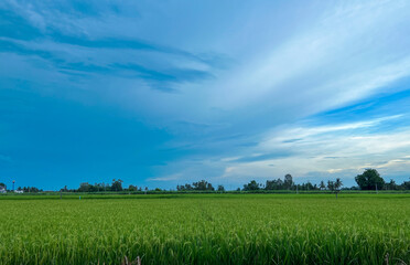 Rice Green fields with blue sky