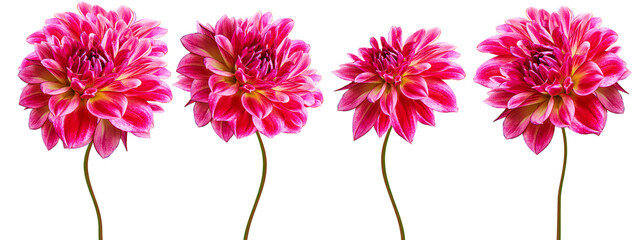 Set red dahlias. Flowers on black isolated background with clipping path.  For design.  Closeup....