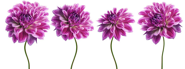 Set  purple  dahlias. Flowers on  isolated background with clipping path.  For design.  Closeup....