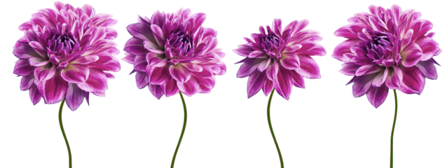 Set  purple  dahlias. Flowers on  isolated background with clipping path.  For design.  Closeup. Transparent background.  Nature.