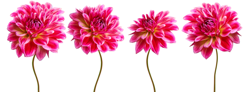 Set red dahlias. Flowers on isolated background with clipping path.  For design.  Closeup. Transparent background.   Nature.