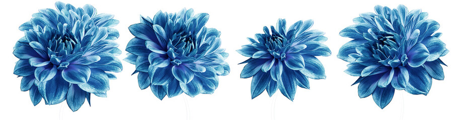 Set  blue dahlias. Flowers on  isolated background with clipping path.  For design.  Closeup.  Transparent background.  Nature.