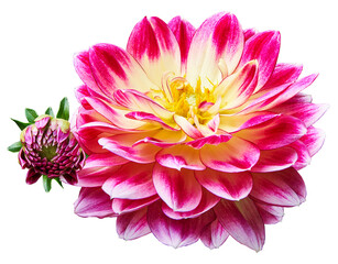 Pink  dahlia. Flower on isolated background with clipping path.  For design.  Transparent background. Closeup.  Nature.