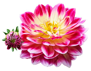 Obraz premium Pink dahlia. Flower on isolated background with clipping path. For design. Transparent background. Closeup. Nature.