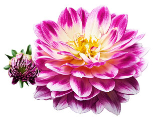 Purple   dahlia. Flower on  isolated background with clipping path.  For design.  Closeup.   Transparent background.   Nature.