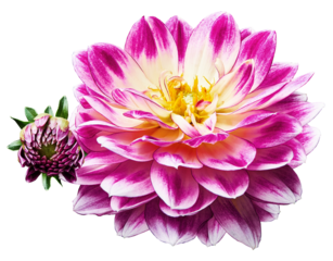 Purple   dahlia. Flower on  isolated background with clipping path.  For design.  Closeup.   Transparent background.   Nature.