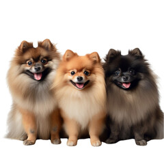 Obraz premium Three Adorable Canine Companions Strike a Pose