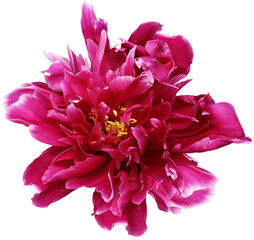 Pink peony flower  on white isolated background with clipping path. Closeup. For design. Transparent background.   Nature.