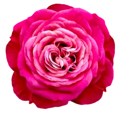 Raamstickers Pink rose flower  on white isolated background with clipping path. Closeup. For design. Nature. © nadezhda F