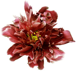 Peony flower  on isolated background with clipping path. Closeup. For design. Transparent background.  Nature.