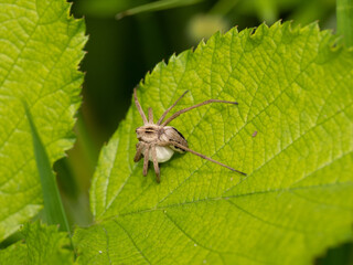 Nursery Web Spider Carrying an Egg Sac