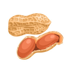 Peanut vector illustration, isolated on white background.