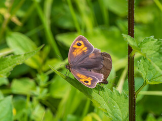 Obraz premium Meadow Brown Aberration Butterflies Mating
