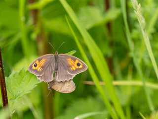 Meadow Brown Aberration Butterflies Mating