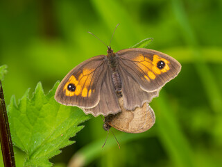 Meadow Brown Aberration Butterflies Mating