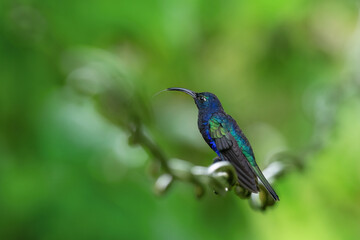 hummingbird sitting on a chain among green leaves