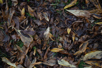 A bunch of autumn leaves fall in green grass on a rainy day.