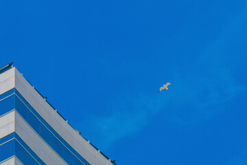 Fototapeta na wymiar Exterior of the building has blue white stripes against the background of a blue sky, a white bird flies nearby