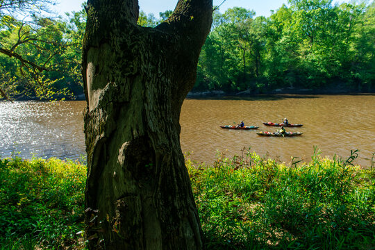Three kayakers paddle downstream past a large tree on the Cape Fear River in North Carolina