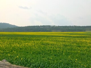 rapeseed field, its yellow flowers are so beautiful this summer