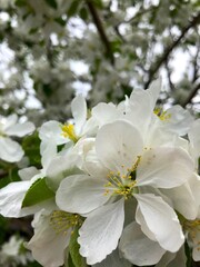 Fototapeta na wymiar apple tree blossom, white flowers