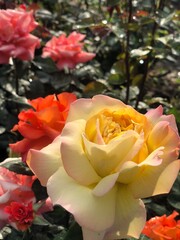 orange yellow and pink roses grow in the garden