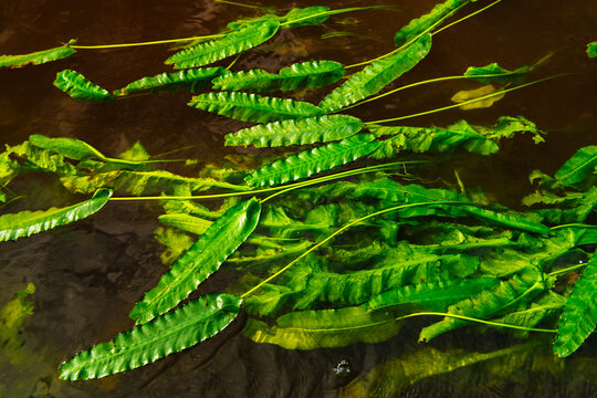 Water lily on the surface of the Cape Fear River near Wilmington, North Carolina