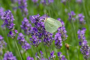 Common brimstone butterfly (Gonepteryx rhamni) sitting on lavender in Zurich, Switzerland