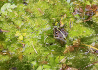 Petite grenouille dans le bassin
