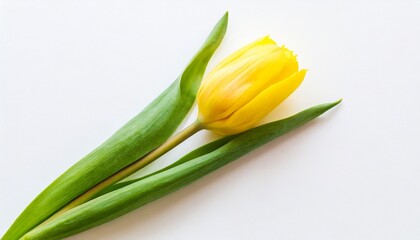 tulips on a white background