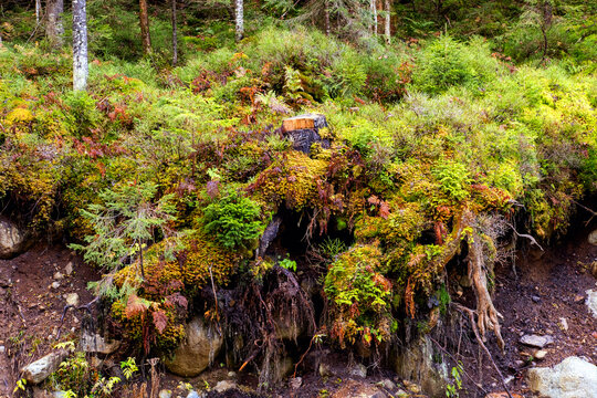 moss on the stone
