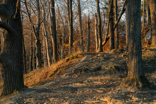 autumn in the woods