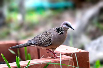 Dove on the tree