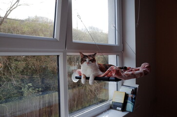cat on the hammock of the window