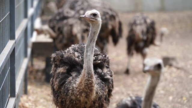 Two ostriches walking in the enclosure at the zoo