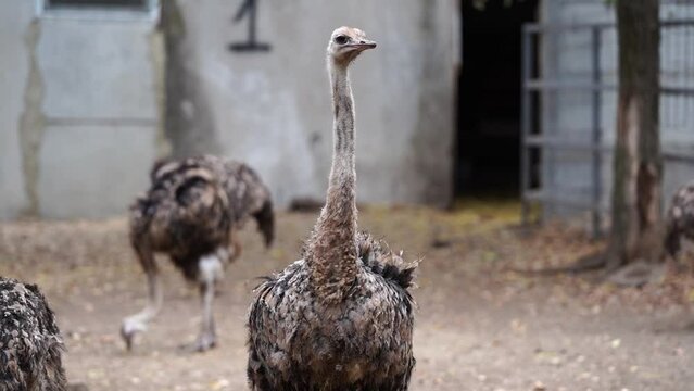 An ostrich with its neck high looks into the distance